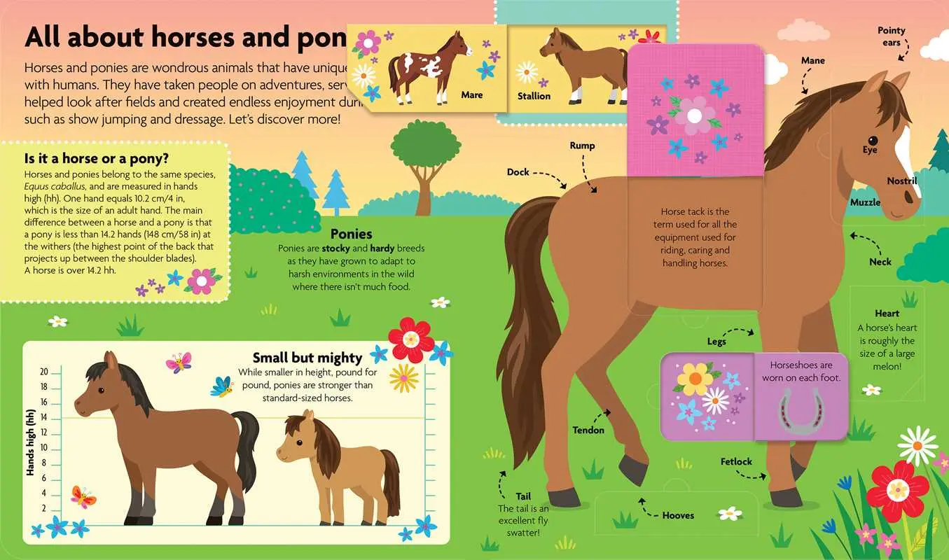 All About Horses & Ponies: Lift-the-Flap Book - Image 2