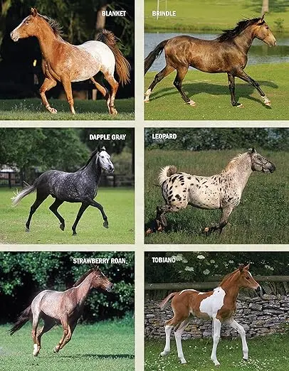 The Original Horse Bible - Image 5