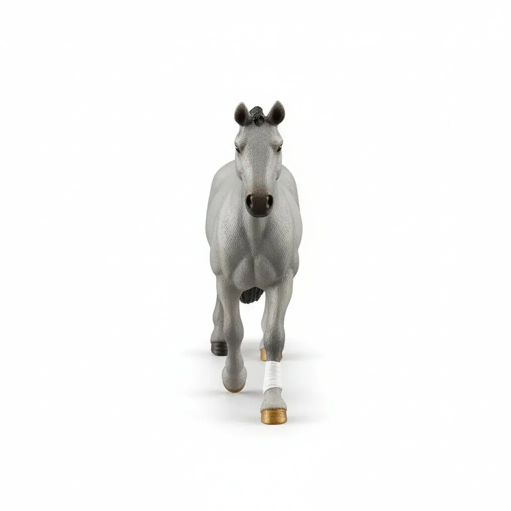Cheval de Selle Francias Stallion - Image 3