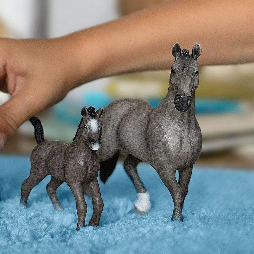 Cheval de Selle Francias Stallion - Image 4