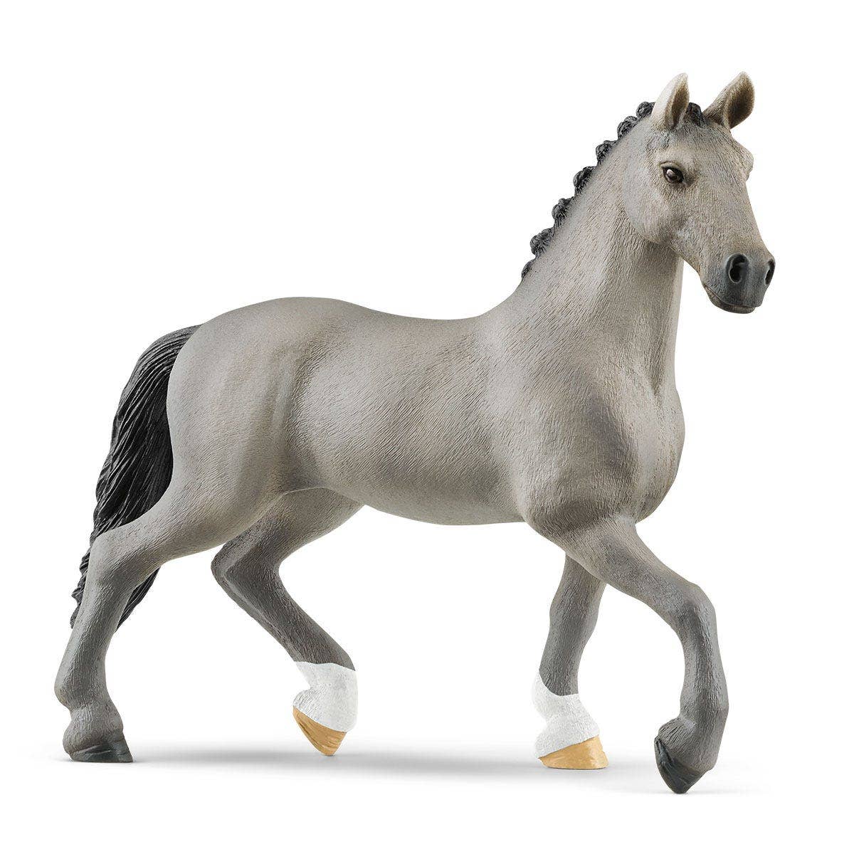 Cheval de Selle Francias Stallion - Image 5