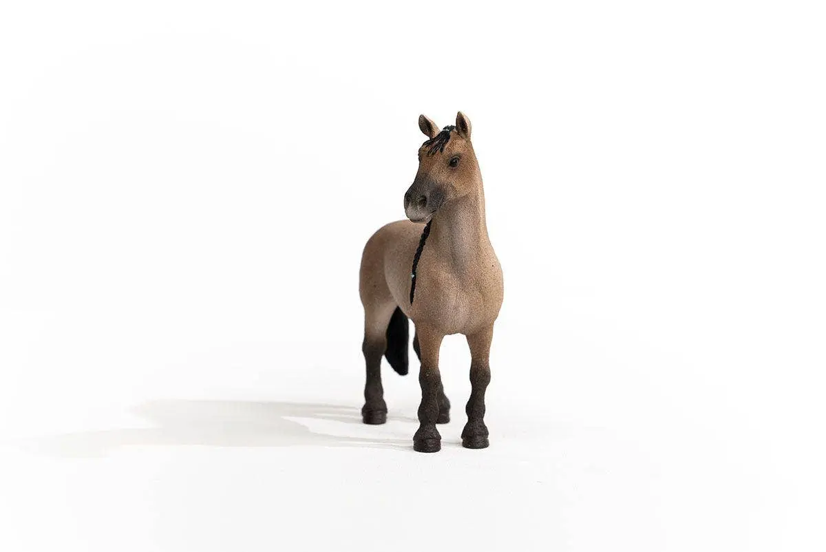 Criollo Mare - Image 3