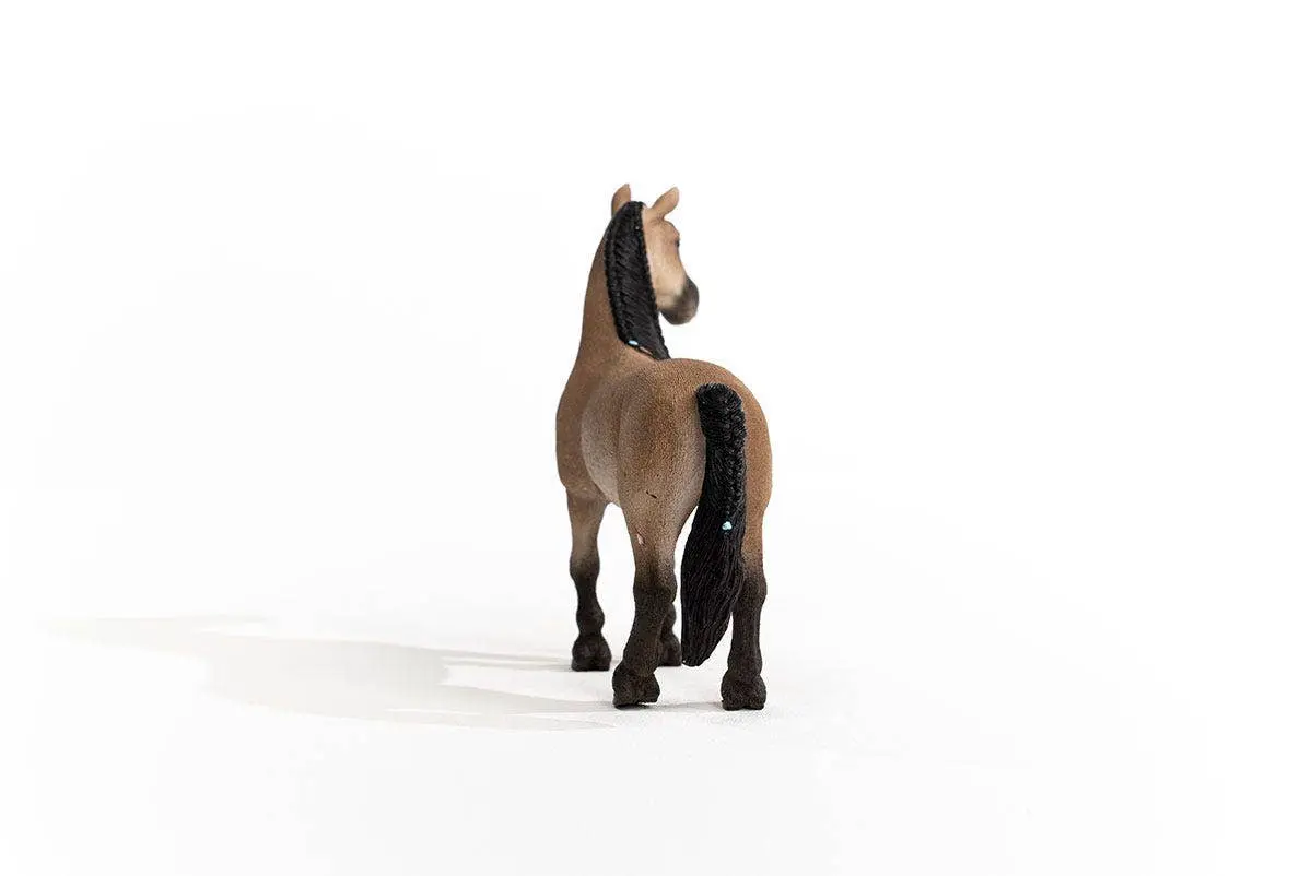 Criollo Mare - Image 4