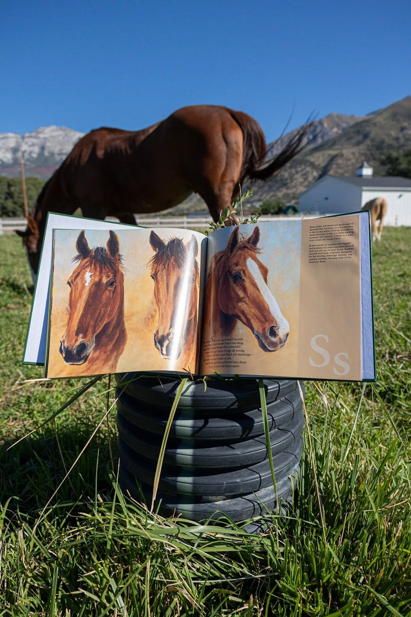 H is for Horse - Image 4