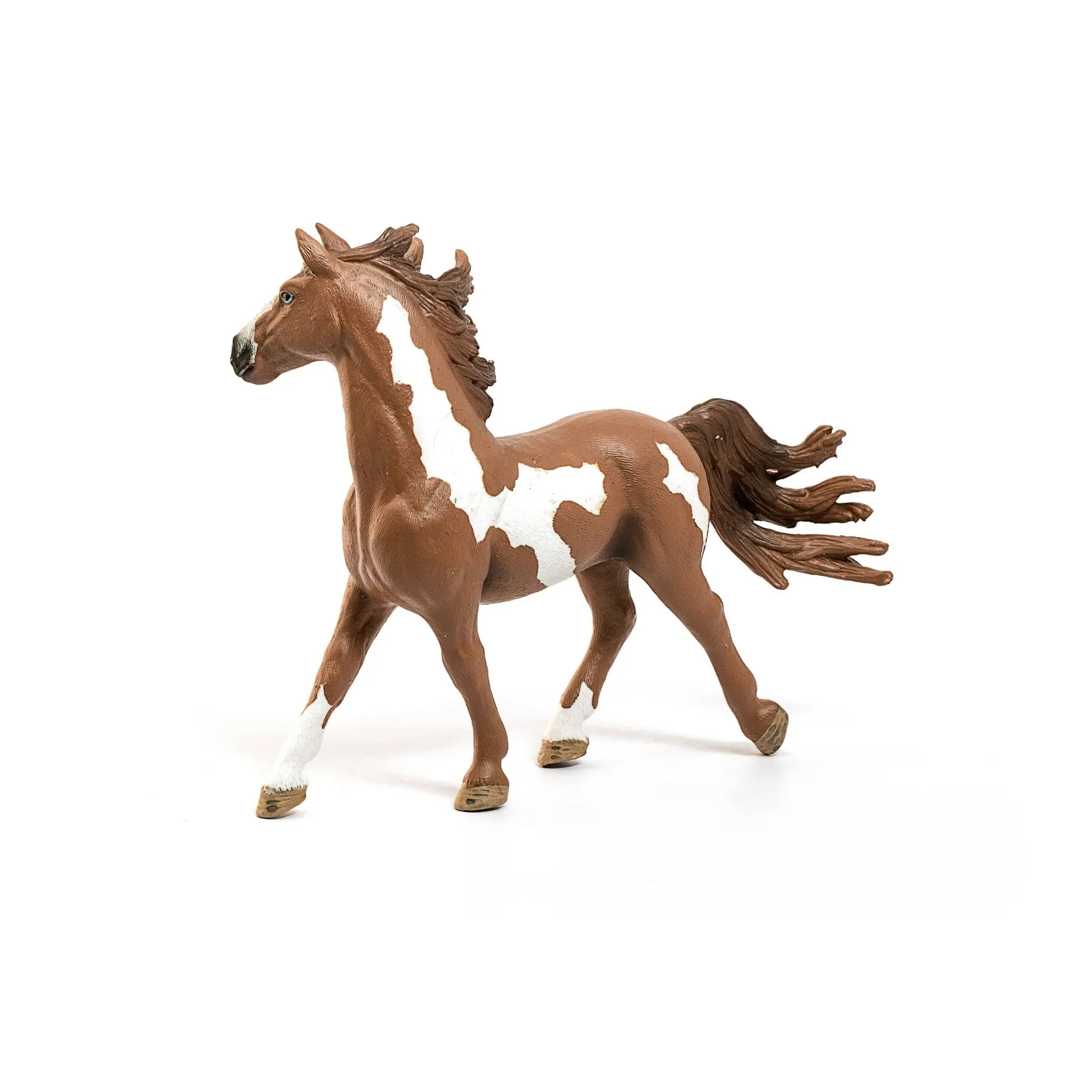 Pinto Stallion - Image 4