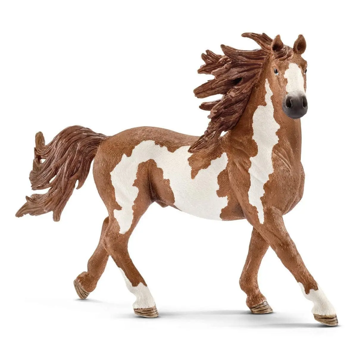 Pinto Stallion - Image 5