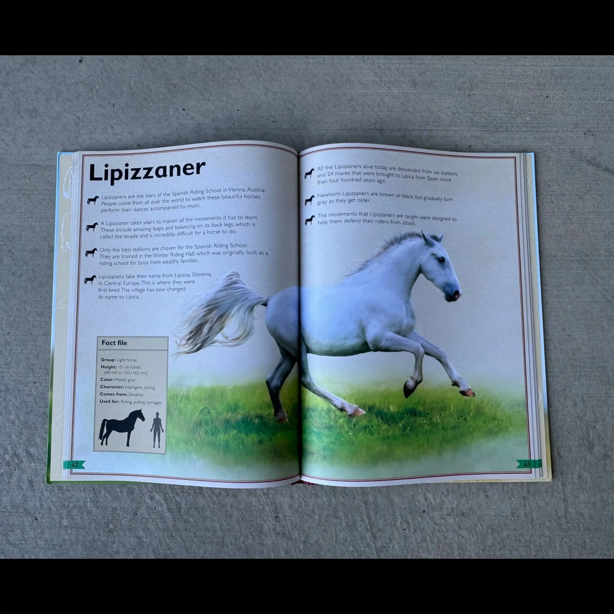 Magnificent Book of Horses - Image 2