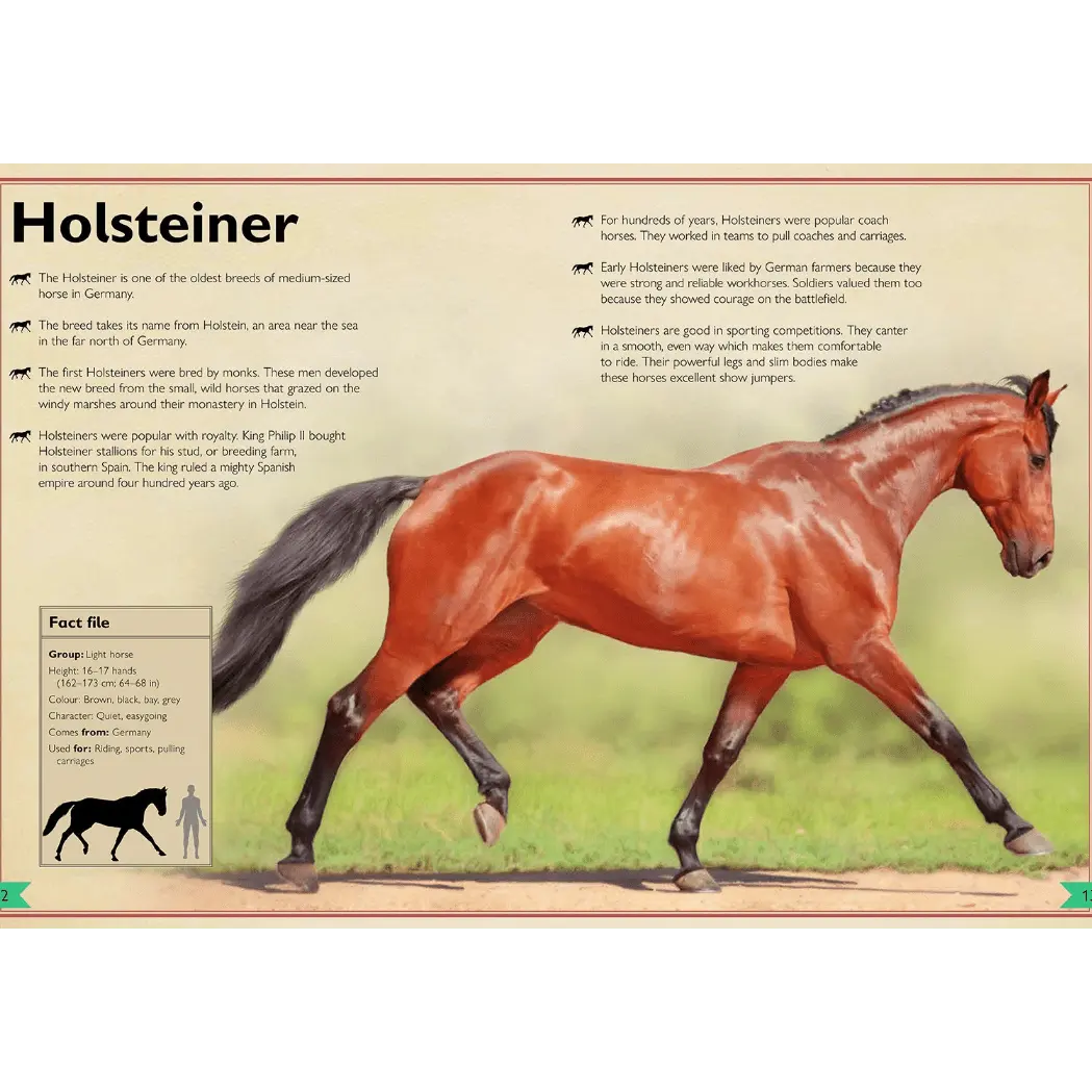 Magnificent Book of Horses - Image 5